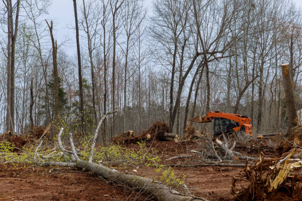 How Our Tree Care Process Works  in  Gray, TN