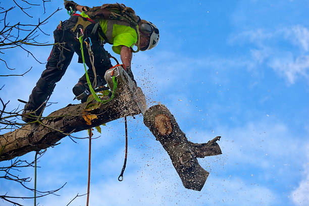 Best Fruit Tree Pruning  in Gray, TN