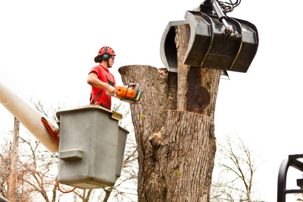 Best Commercial Tree Services  in Gray, TN